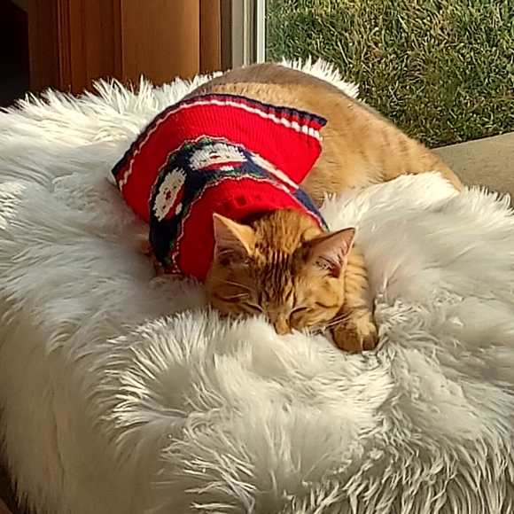 Assorted CAT/DOG pet clothing bundle, size- sm, xs - Picture 10 of 11